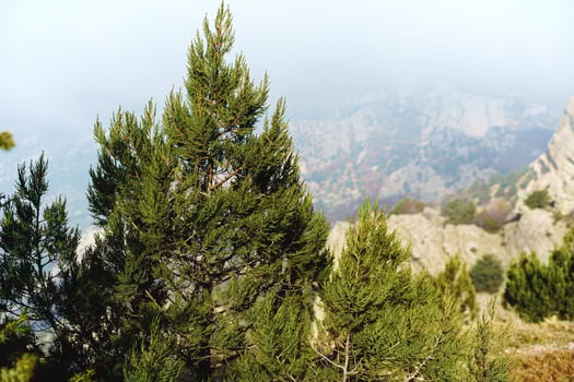Beautiful mountain with forests in morning fog background photo