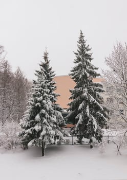 Snow-covered trees in urban park. photo