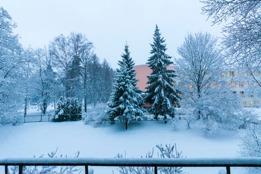 Snow-covered trees in urban park. photo