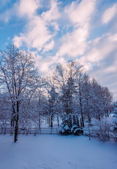 Winter landscape with snow-covered trees. photo