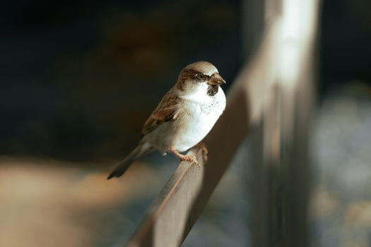 Whispers of Stillness The Silent Rest of the Sparrow photo