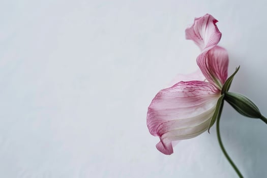 A single pink flower on a white background photo