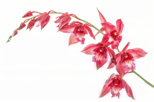 Red orchid on white background photo