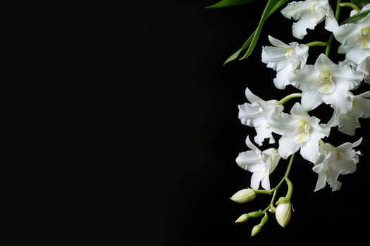 White orchid flowers on a black background photo