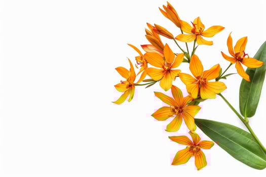 Orange flowers on a white background photo
