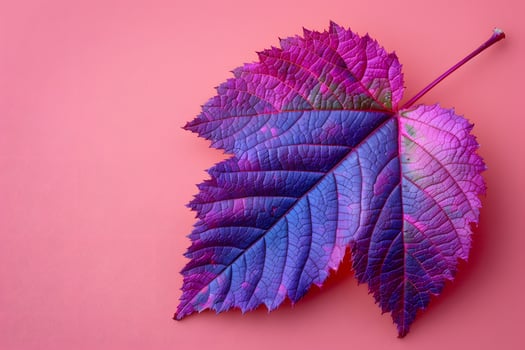 Vibrant Autumn Leaf in Gradient Magenta and Blue on Pink Background - Perfect for Seasonal Designs and Modern Decor photo