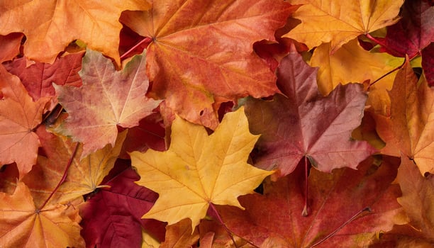 Autumn leaves background photo
