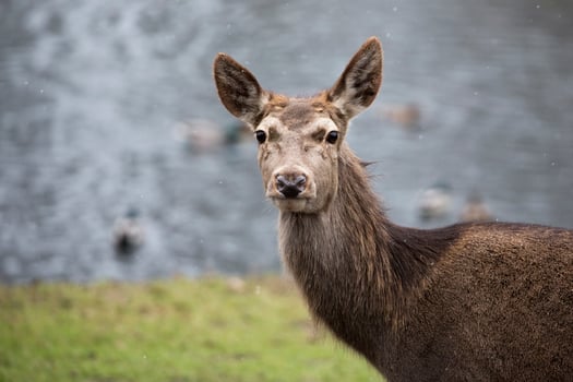 Red deer in a clearing photo