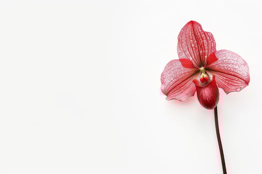 A single red orchid on a white background photo