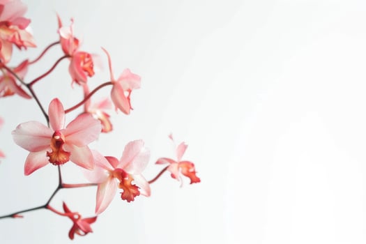 Pink orchids on a white background photo