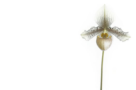 A single white orchid flower is shown against a white background photo
