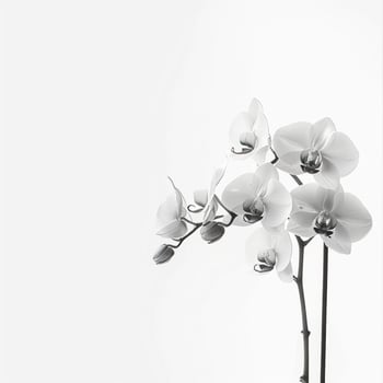 Black and white photo of orchid flowers