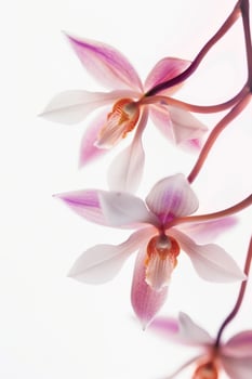 Close up of orchid flowers on white background photo
