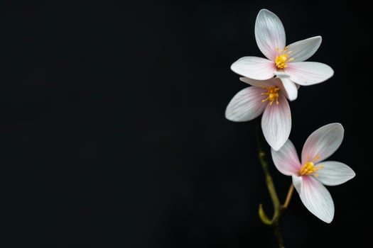 Two white flowers are on a black background photo