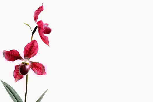 Red orchid flower on white background photo