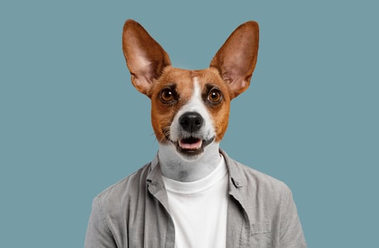 A dog with brown and white fur is wearing a white undershirt and a grey button-up shirt against a light blue background. The dog is smiling and looking directly at the camera. photo