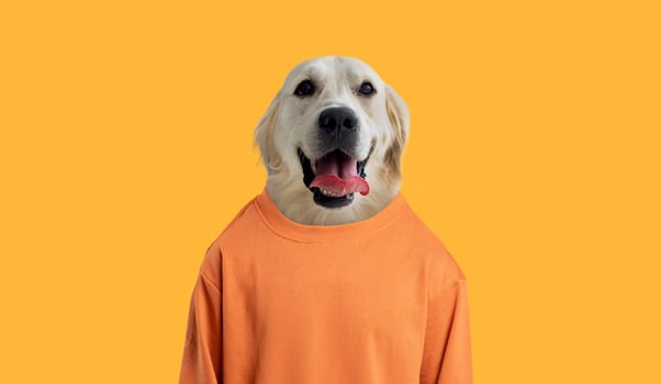 A cheerful golden retriever sits proudly, wearing a bright orange sweater that contrasts vividly with the yellow background. The dog's expression radiates joy, showcasing its playful nature. photo