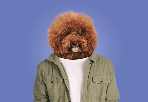 A fluffy brown dog with a voluminous coat is humorously superimposed on a human's body dressed in a casual green jacket and white shirt. The background features a solid pastel color photo