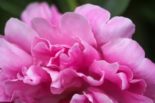 Beautiful fragrant flowers in summer garden. Pink peonies in full bloom. photo