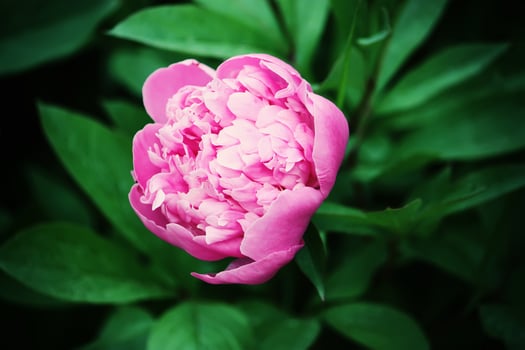Blooming peony flower photo