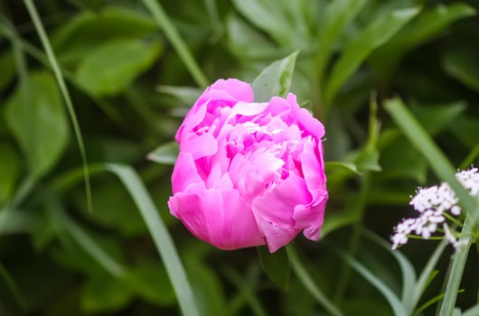 Beautiful fragrant flowers in summer garden. Pink peonies in full bloom. photo