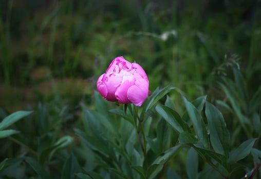 Blooming peony flower photo