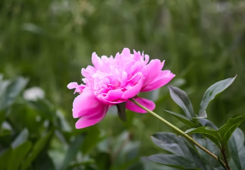 Beautiful fragrant flowers in summer garden. Pink peonies in full bloom. photo
