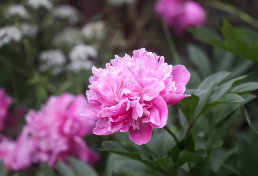 Beautiful fragrant flowers in summer garden. Pink peonies in full bloom. photo