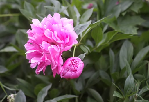 Beautiful fragrant flowers in summer garden. Pink peonies in full bloom. photo