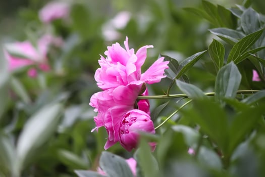 Beautiful fragrant flowers in summer garden. Pink peonies in full bloom. photo