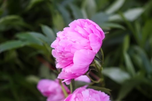 Beautiful fragrant flowers in summer garden. Pink peonies in full bloom. photo