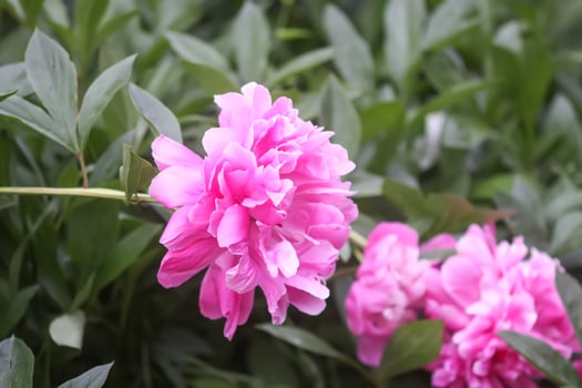 Beautiful fragrant flowers in summer garden. Pink peonies in full bloom. photo