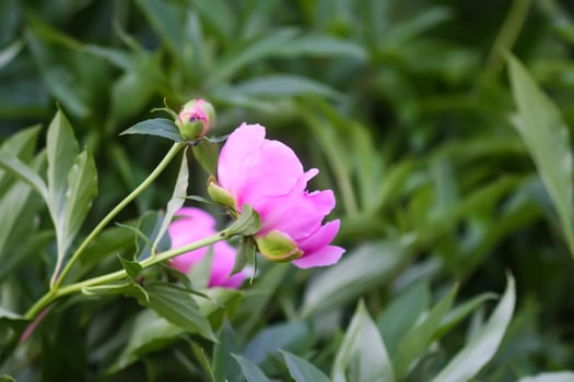 Beautiful fragrant flowers in summer garden. Pink peonies in full bloom. photo