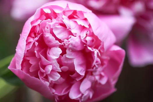 Beautiful fragrant flowers in summer garden. Pink peonies in full bloom. photo