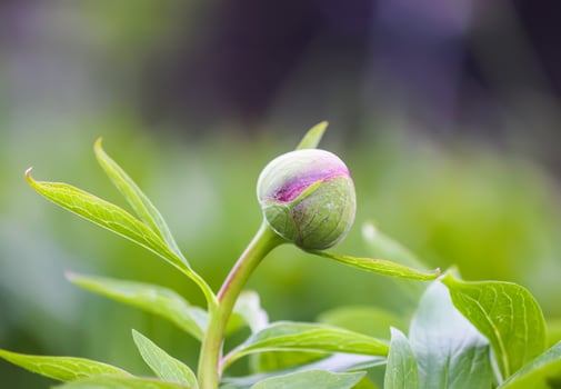 Summer flower close up. Peony bud. photo