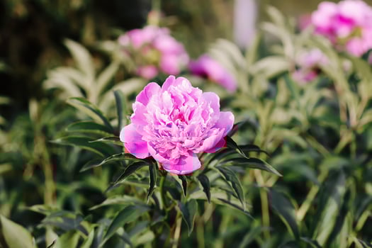 Tea in country style in summer garden in the village. Two cups of black tea on wooden tray and blooming peony flowers in sunlight. photo