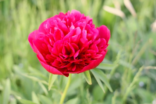 Blooming peony flower photo
