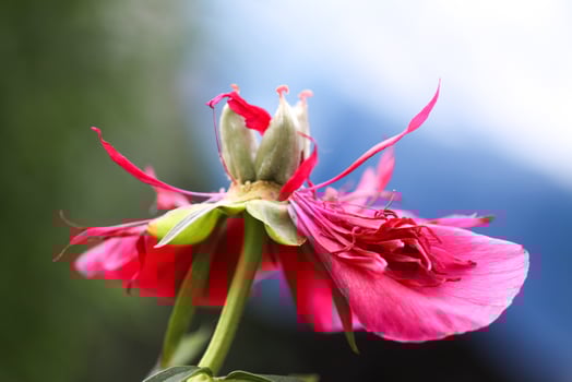 Beautiful spring peony flowers in the summer garden photo