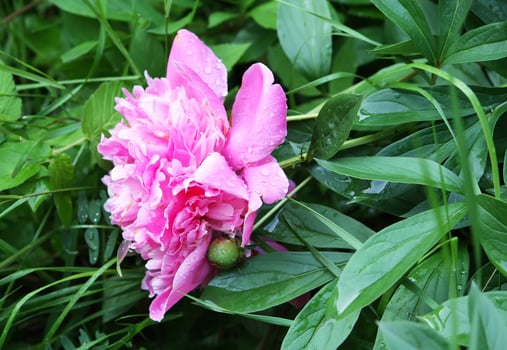 Blooming peony flower photo