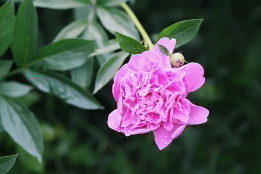 Pink peony fragrant beautiful flowers blooming in summer garden. Paeonia herbaceous perennial ornamental plant photo