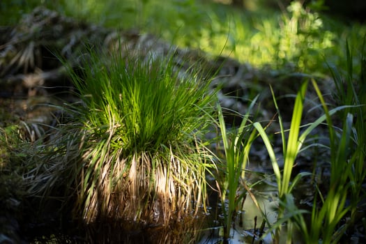 Plants in the forest. Nature in summer. Forest thicket. photo