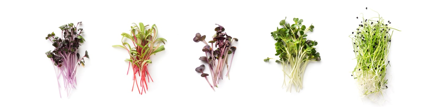 Assortment of micro greens. Growing kale, alfalfa, sunflower, arugula, mustard sprouts, panorama, Healthy lifestyle concept photo