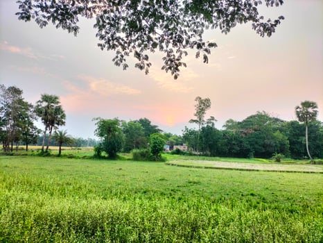 greenery natural background photo