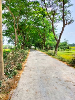 greenery natural background photo