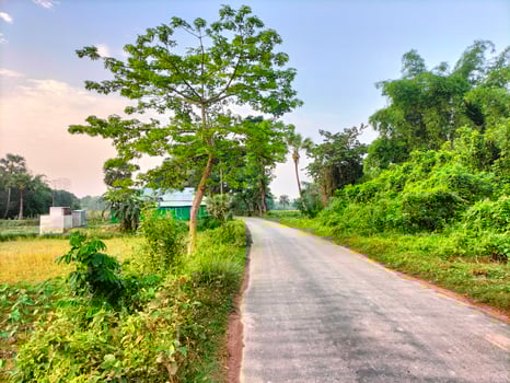 greenery natural background photo