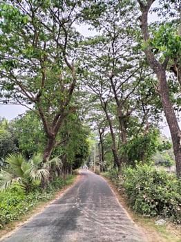 greenery natural background photo