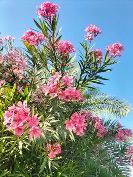 beutiful flower with natural seen photo