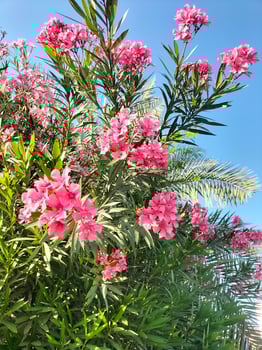 beutiful flower with natural seen photo