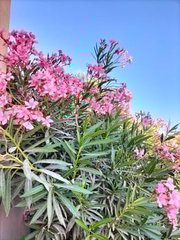 beutiful flower with natural seen photo