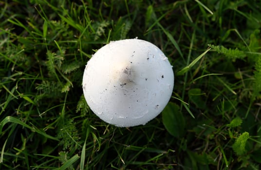 Poisonous mushrooms. Toadstool in the green grass. photo